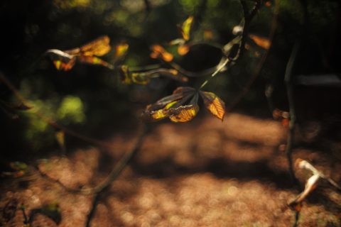 Marlene Ebert - Hamburg