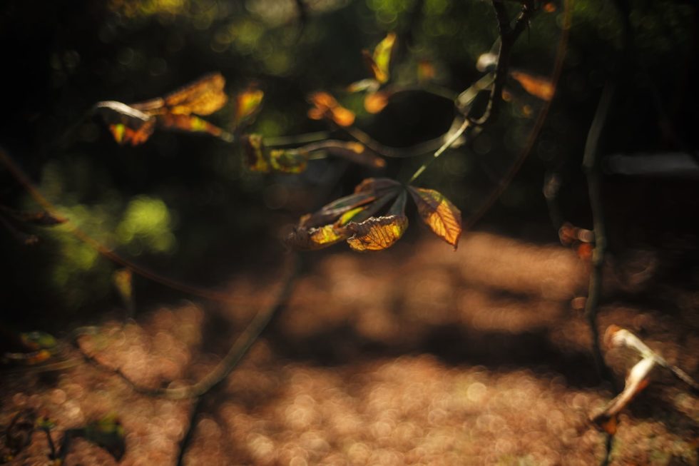 Marlene Ebert - Hamburg