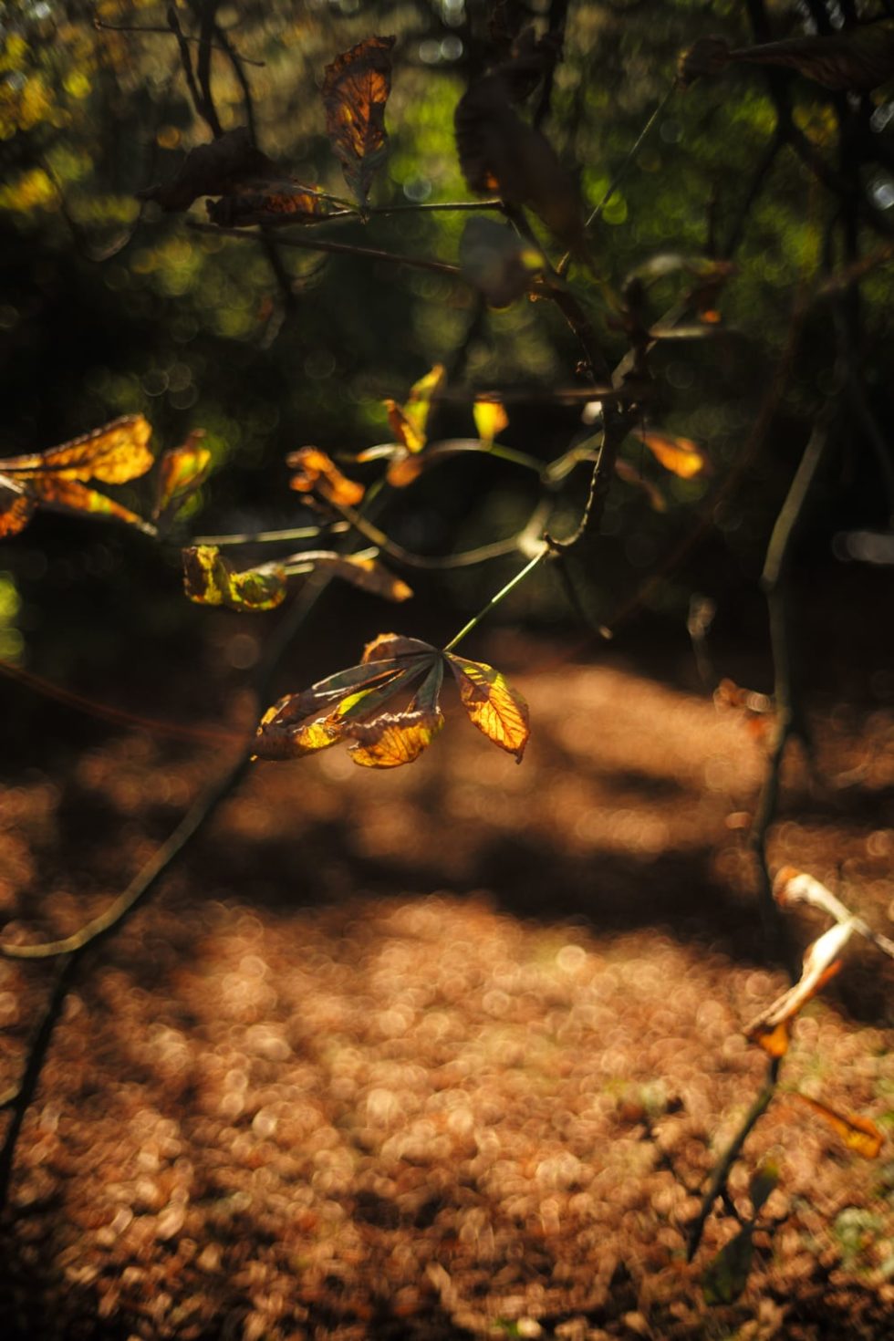 Marlene Ebert - Hamburg