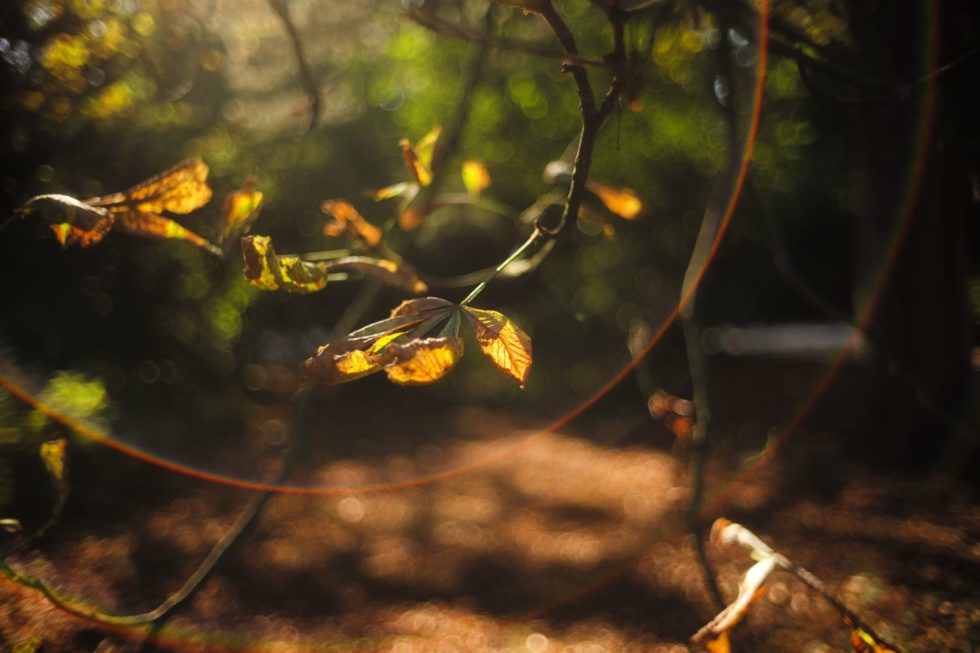 Marlene Ebert - Hamburg