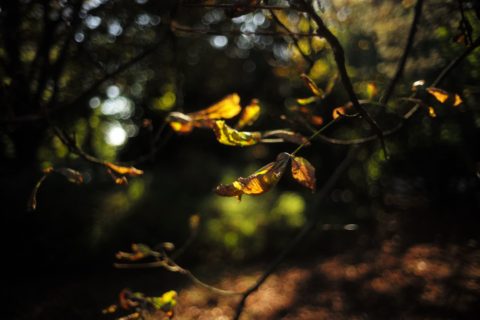 Marlene Ebert - Hamburg