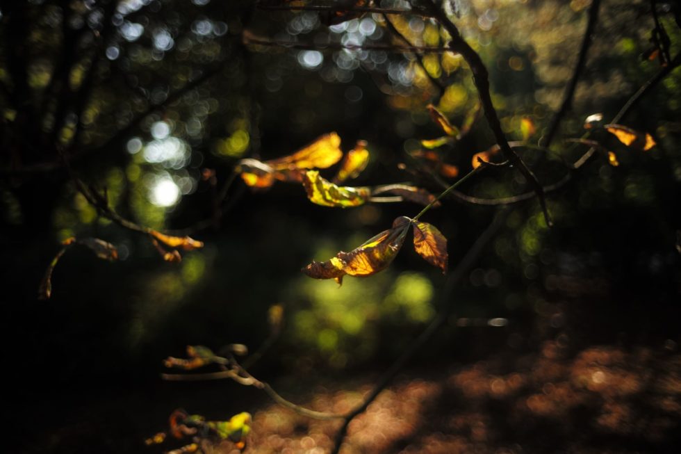 Marlene Ebert - Hamburg