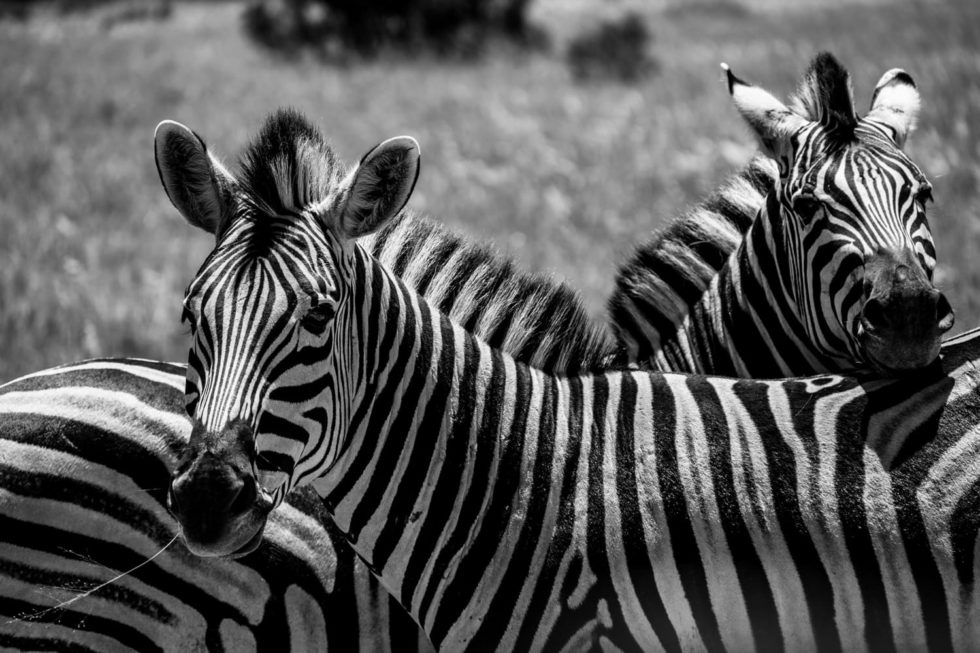 Marlene Ebert - Südafrika