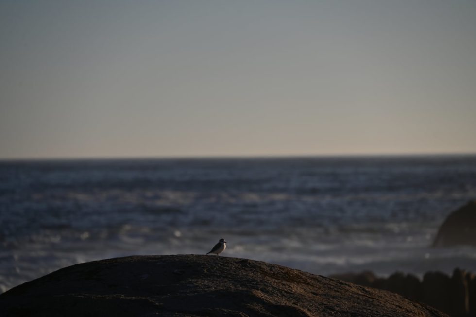 Marlene Ebert - Südafrika