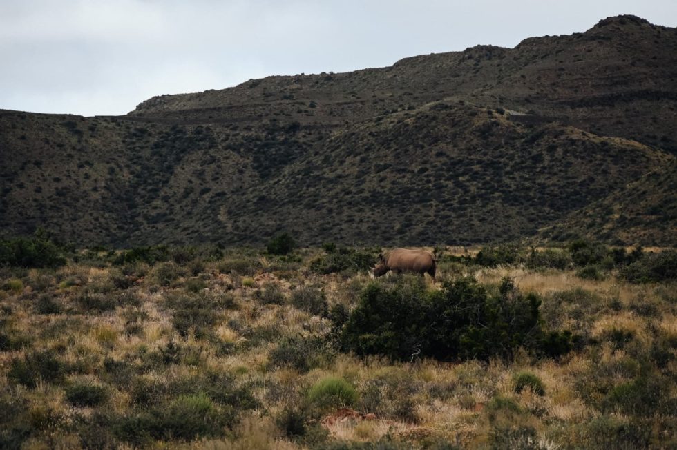 Marlene Ebert - Südafrika