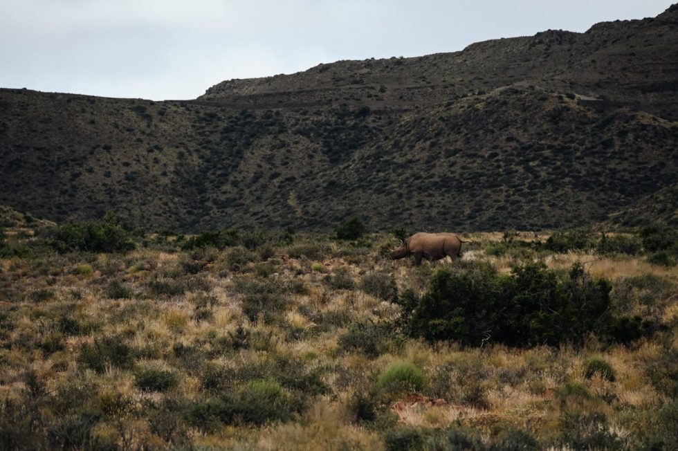 Marlene Ebert - Südafrika