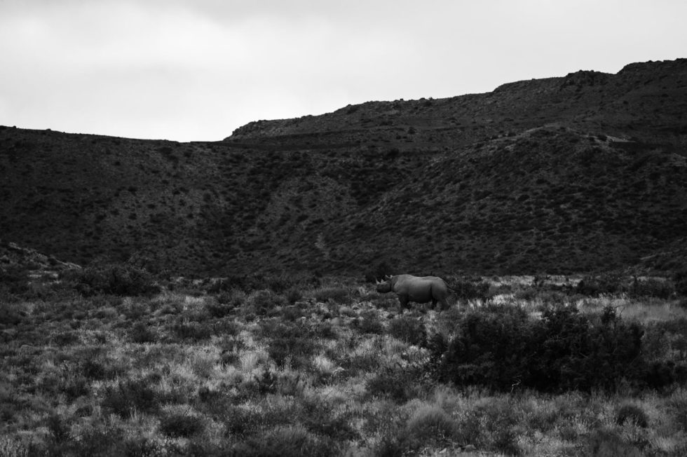 Marlene Ebert - Südafrika