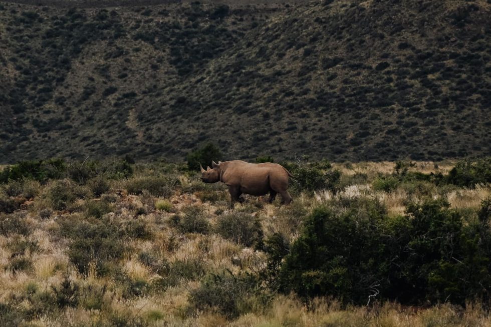 Marlene Ebert - Südafrika