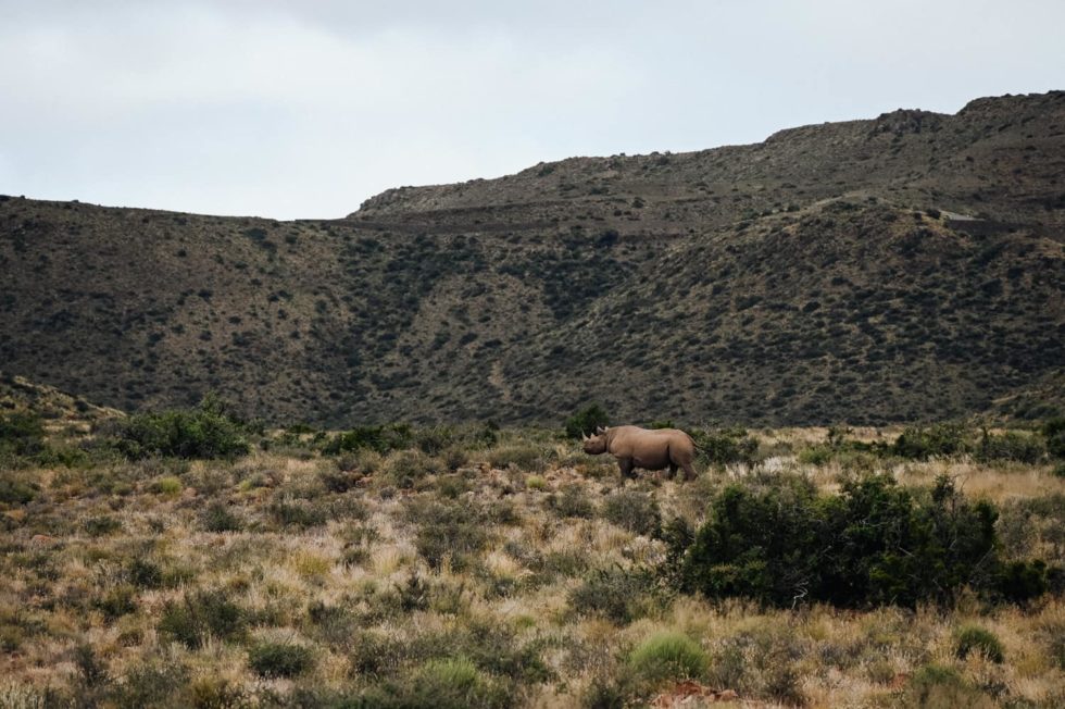 Marlene Ebert - Südafrika