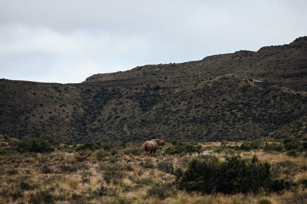 Marlene Ebert - Südafrika