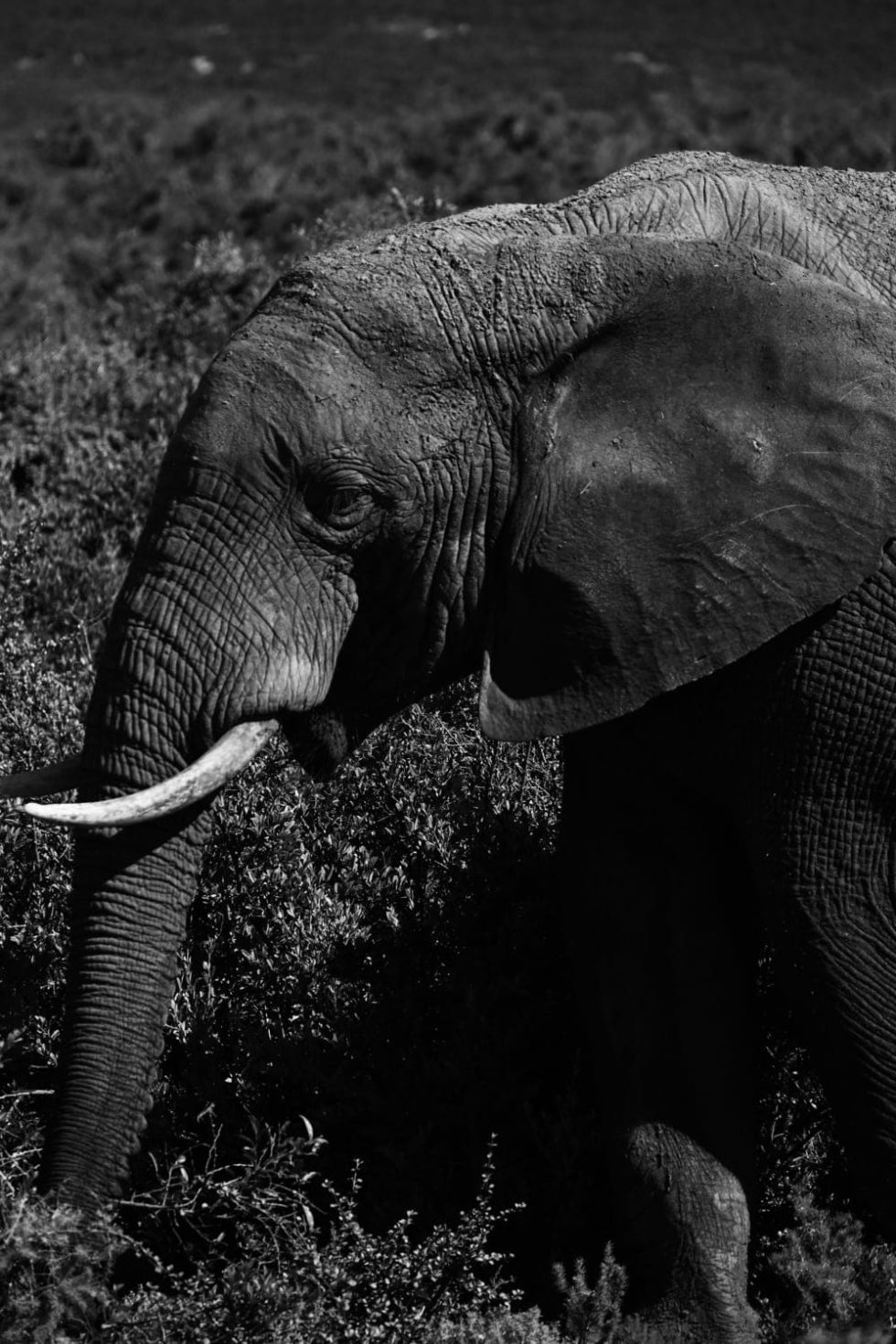 Marlene Ebert - Südafrika