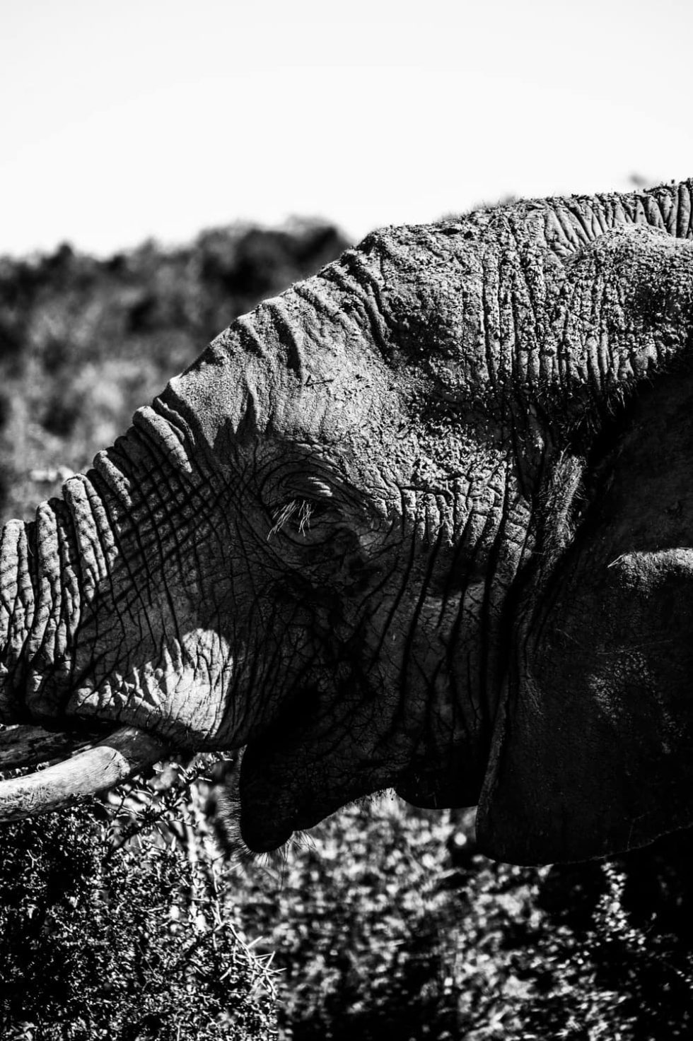 Marlene Ebert - Südafrika