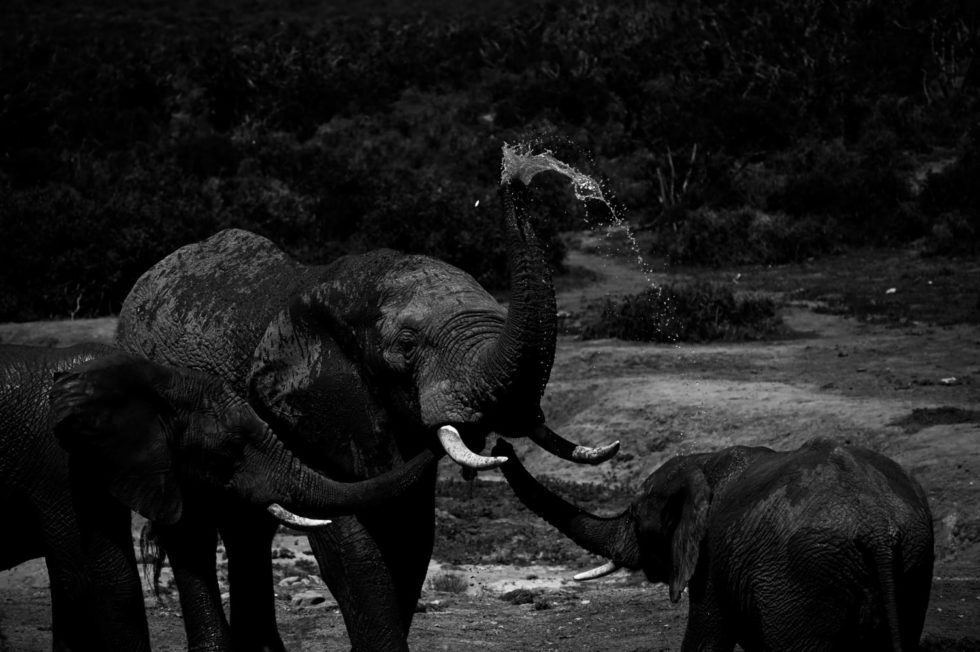 Marlene Ebert - Südafrika