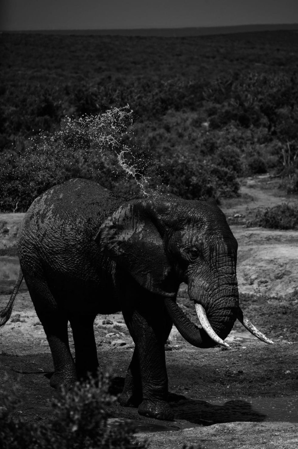 Marlene Ebert - Südafrika