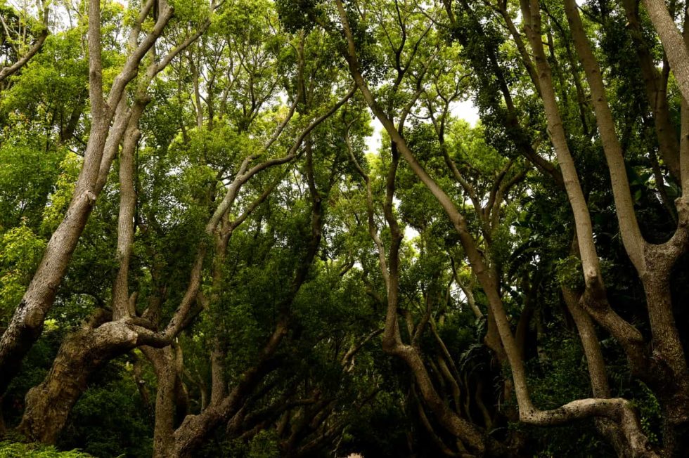 Marlene Ebert - Südafrika